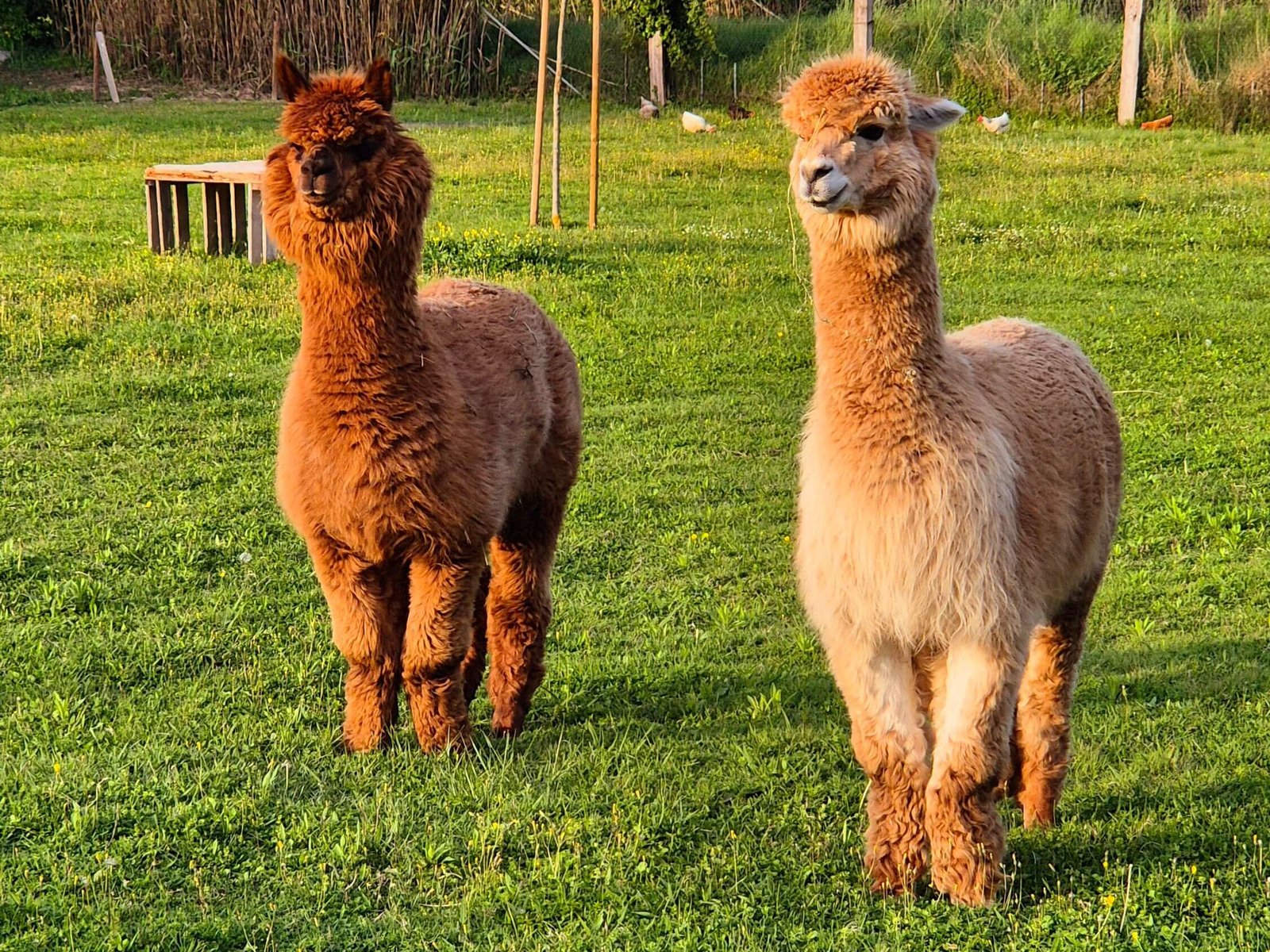 Communication animale