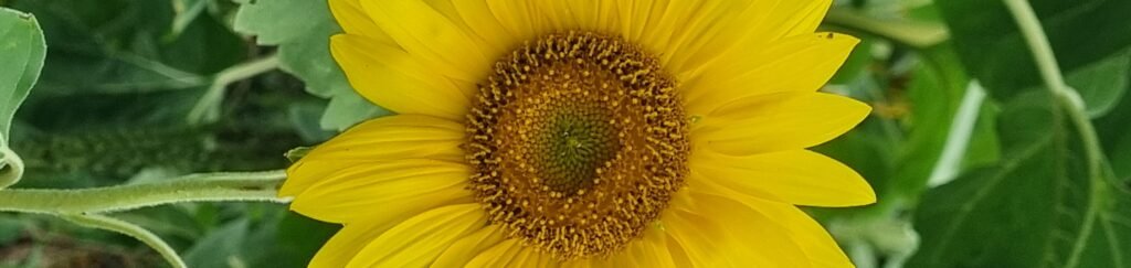 Agenda Illùmyn-âme