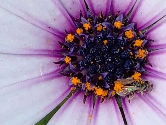 Agenda Illùmyn-âme