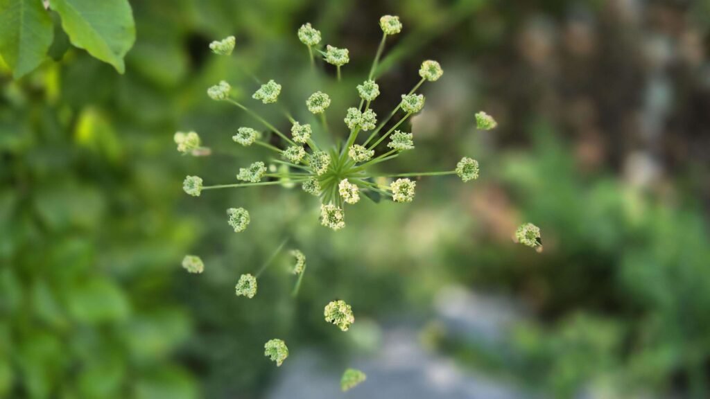 mes accompagnements sur mesure Illùmyn-âme